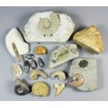 A small collection of fossils from Folkestone, Kent including - ammonites "Douvilleiceras