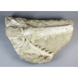 A fossil marine crocodile skull (Upper Cretaceous/Lower Eocene), from phosphate deposits, High Atlas