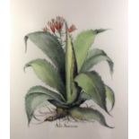 After Basilius Besler (1561-1629) - Two coloured engravings - "Aloe", and "Aloe Americana", each