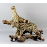 Two 20th Century taxidermy studies of genets, mounted on wooden stands, 26ins long x 20ins high