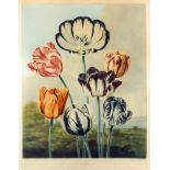Richard Earlom (1743-1822) after Philip Reinagle (1749-1833) - Coloured aquatint - "Tulips", 18.5ins
