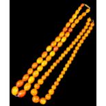 A single strand of oval graduated reconstituted butterscotch amber beads, 570mm overall, and a