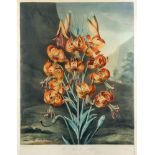 Richard Earlom (1743-1822) after Philip Reinagle (1749-1833) - Coloured aquatint - "The Superb