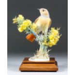 A Royal Worcester bone china model - "Redstart and Gorse" - a Redstart perched amongst thorny plant,