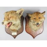 Two taxidermy fox heads by P. Spicer & Sons of Leamington, both mounted on oak shields, one with