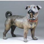 A late 19th Century Austrian polychrome terracotta model of a standing pug with inset glass eyes,