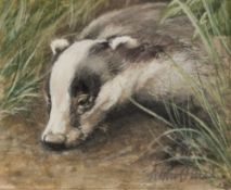 ANGELA MULLINER (Contemporary) WATERCOLOUR A Hound Signed 2 1/2" x 4" (6.5cm x 10cm) ALSO BY THE