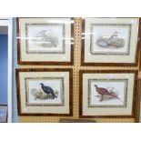 FOUR FRAMED AND GLAZED PRINTS BY JOHN GOULD, BEDLEGGED PARTRIDGE, PHEASANT, BLACK GROUSE