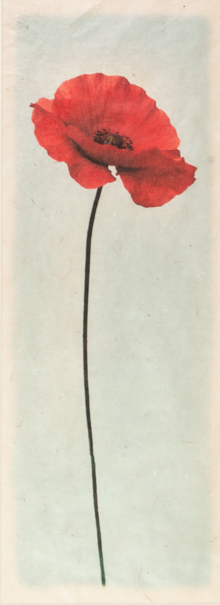 D. IRELAND (TWENTIETH/ TWENTY FIRST CENTURY) MIXED MEDIA ON PAPER Two leaves Signed 14" x 6 ½" (35. - Image 2 of 4