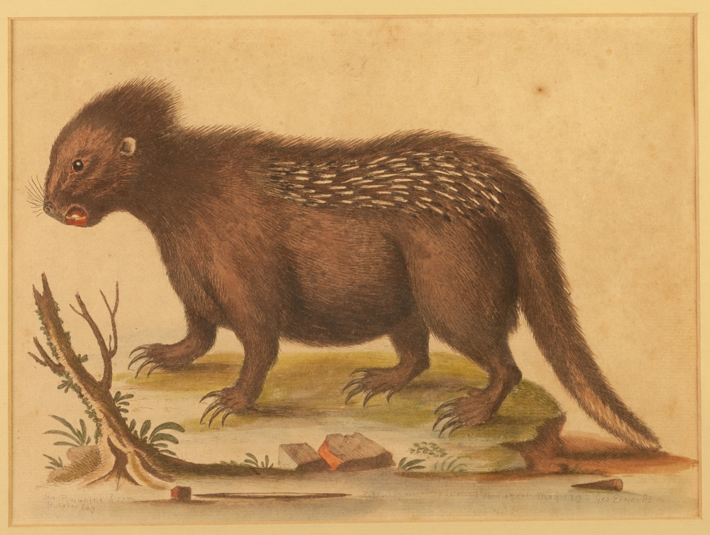 GEORGE EDWARDS 1742 HAND COLOURED ETCHING 'The Porcupine from Hudson's Bay' 7 1/2" x 10 1/4" (19cm x