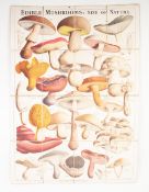 MUSHROOMS AND TOADSTOOL, BRITISH EDIBLE AND POISONOUS FUNGI, London R. Hardwicke, 192 Piccadilly