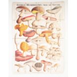 MUSHROOMS AND TOADSTOOL, BRITISH EDIBLE AND POISONOUS FUNGI, London R. Hardwicke, 192 Piccadilly