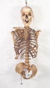 ADAM ROUILLY AND CO., PRE-WAR HUMAN SKELETON ANATOMICAL TEACHING AID, the whole torso wired and