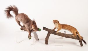 STUFFED AND PRESERVED WEASEL, on wooden branch and a PRESERVED SQUIRREL, on branch (2)