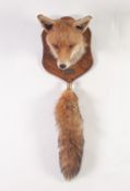 TAXIDERMIC SPECIMEN OF A FOXES HEAD, with glass inlet eyes on shield shaped oak plaque, with bras