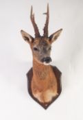 POST WAR TAXIDERMIC SPECIMEN OF POSSIBLY A ROE DEER HEAD, having in total six points to the antlers,