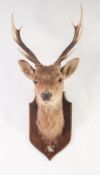 POST WAR TAXIDERMIC SPECIMEN OF POSSIBLY A RED DEER HEAD, having in total eight points to the