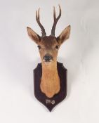 POST CAR TAXIDERMIC SPECIMEN OF POSSIBLY A ROE DEER HEAD, having in total six points to the antlers,