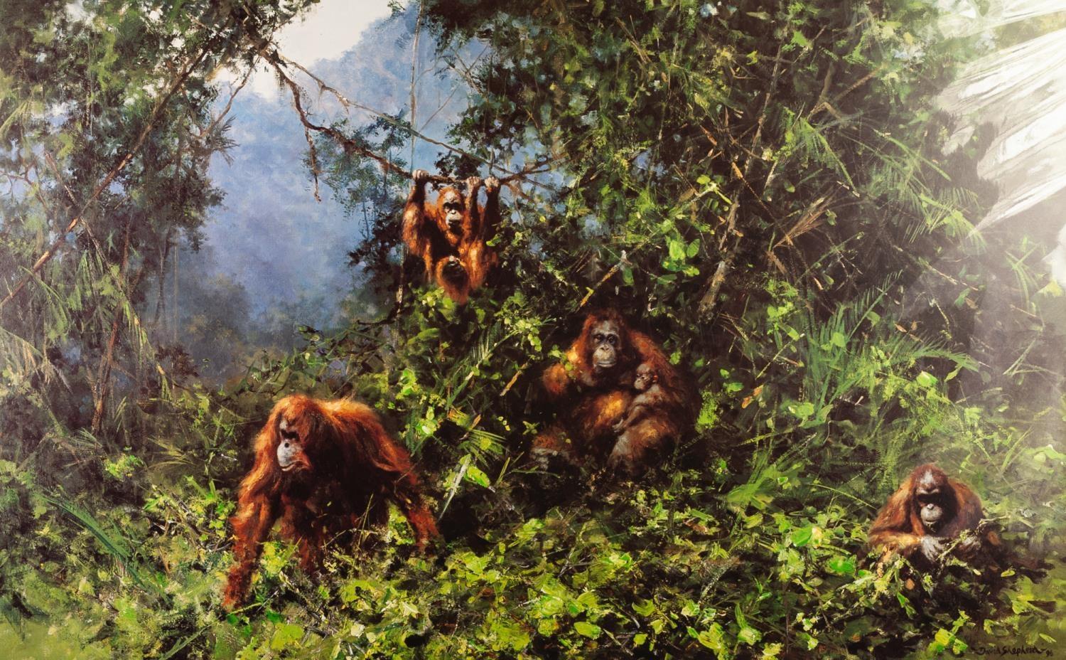 DAVID SHEPHERD ARTIST SIGNED LIMITED EDITION COLOUR PRINT 'Men of the Woods - Orang-utans'