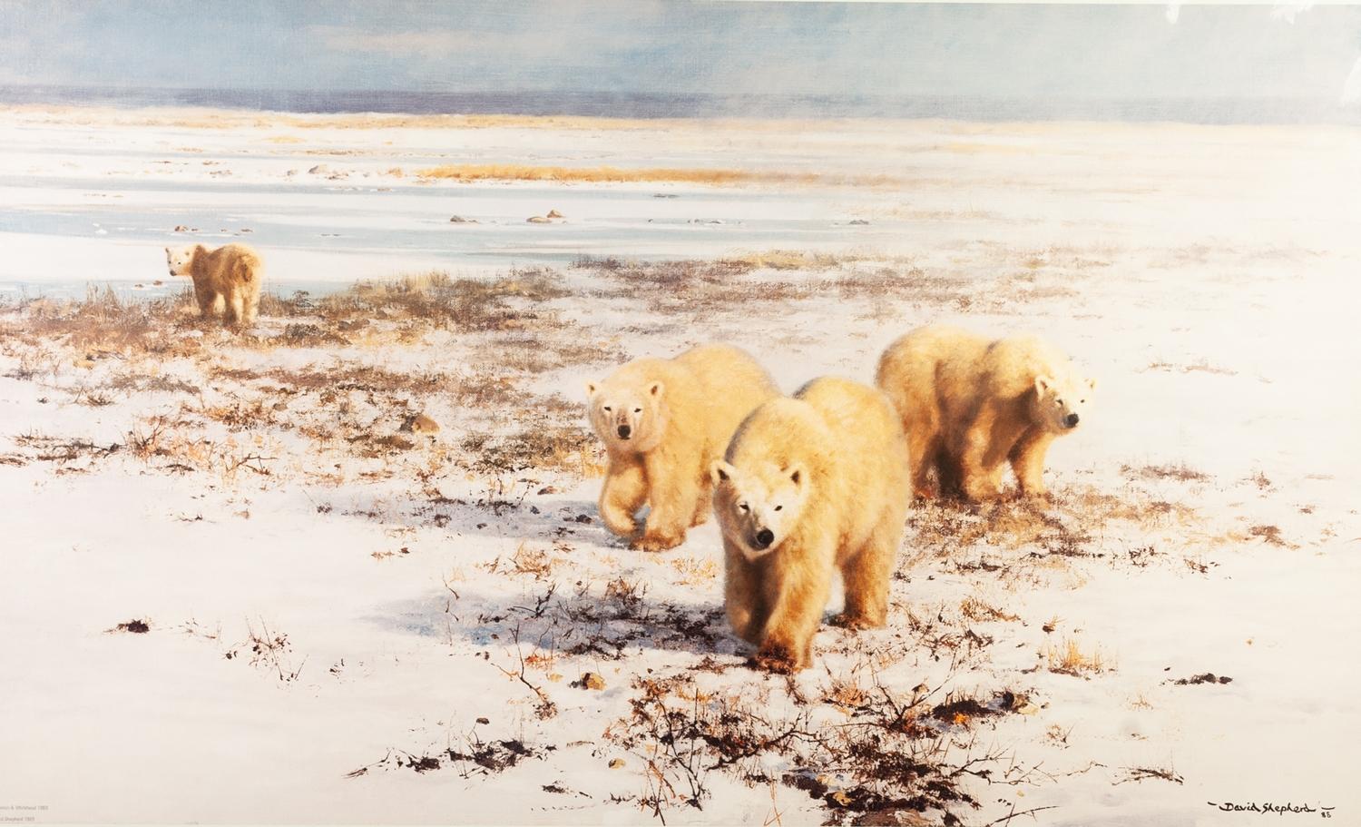 DAVID SHEPHERD ARTIST SIGNED LIMITED COLOUR PRINT 'Polar bear Country' Numbered 185/950 15 1/4" x