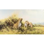 DAVID SHEPHERD ARTIST SIGNED COLOUR PRINT 'Leopards' Artist's proof numbered VII/XX 16" x 28" (40.