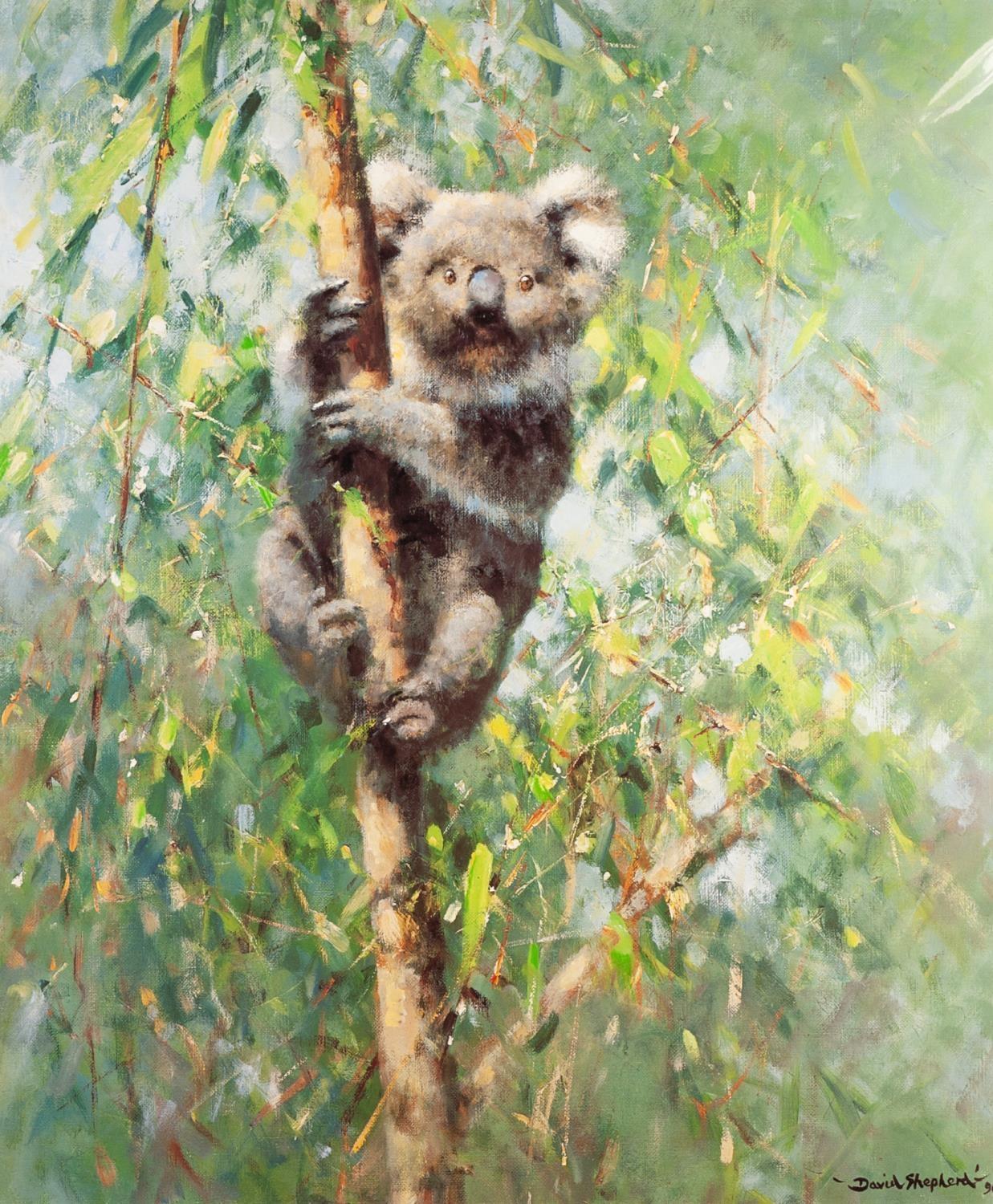 DAVID SHEPHERD ARTIST SIGNED LIMITED EDITION COLOUR PRINT 'Koala' Numbered 795/975 19" x 15 3/4" (48