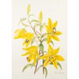 Rennie Horrocks Watercolour drawing Yellow flowers Signed 13 ½? x 9 ½? (33cm x 24.1cm) Joan Chuter