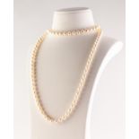 CONTINUOUS SINGLE STRAND NECKLACE OF UNIFORM CULTURED PEARLS, with knotted stringing, approx 32"