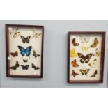 A PAIR OF MOUNTED BUTTERFLIES IN FRAMED AND GLAZED WALL CASES 12" X 17" X 2"