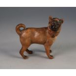 LATE NINETEENTH CENTURY AUSTRIAN COLD PAINTED TERRACOTTA MODEL OF A PUG DOG, modelled standing, with