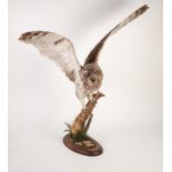 POST WAR TAXIDERMIC SPECIMEN OF A SHORT EARED OWL alighting wings unfurled on to a gnarled stump