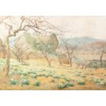ALFRED HEATON COOPER RBA (1864 - 1929) Watercolour Daffodils near Haverthwaite Signed and dated 1911