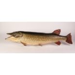 AMATEUR TAXIDERMIC SPECIMEN OF A PIKE with printed detail crude wooden mount for wall hanging 34 1/4