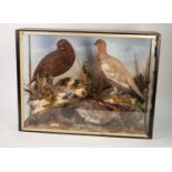 A CASED LATE VICTORIAN/EDWARDIAN FAMILY OF THREE PRESERVED RED GROUSE in a god naturalistic