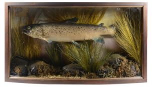 Taxidermy. A large brown trout