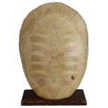 A polished Blonde South American River Turtle Shell (Podoconemis expansa) c.1900