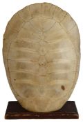 A polished Blonde South American River Turtle Shell (Podoconemis expansa) c.1900