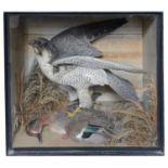 Taxidermy: A Victorian peregrine falcon with a dead teal