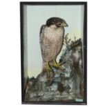 Taxidermy: A Victorian peregrine falcon