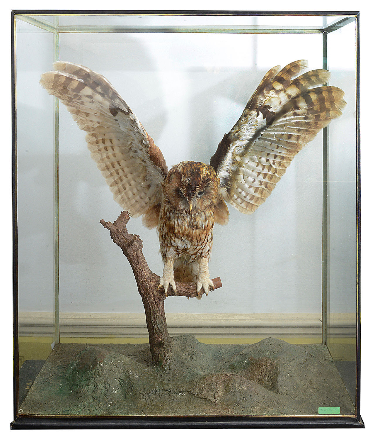 Taxidermy: An early 20th century tawny owl