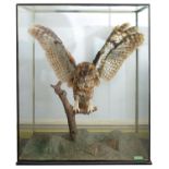 Taxidermy: An early 20th century tawny owl