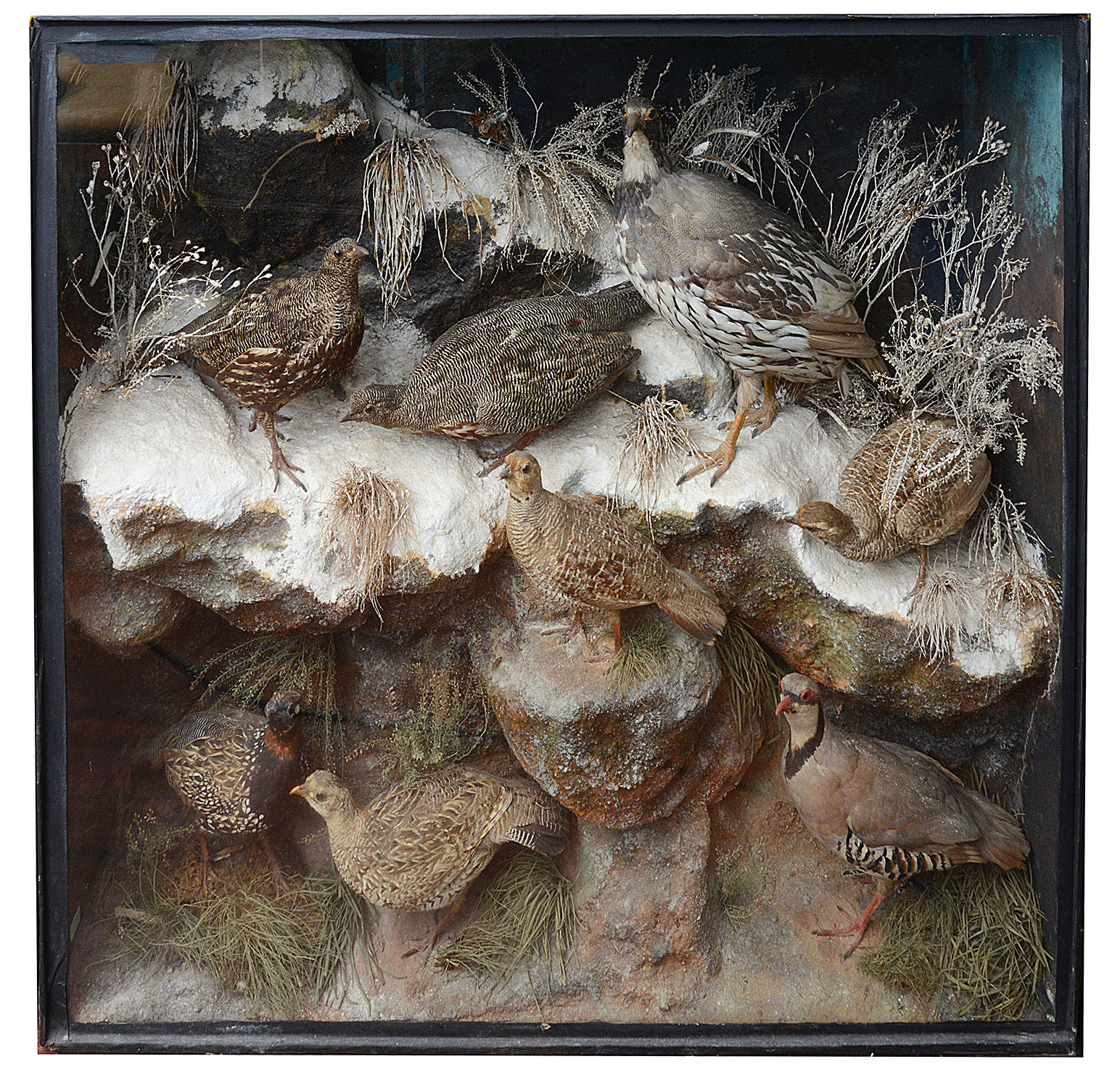 Taxidermy: A Victorian case of various partridges by Ward & Co.