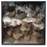 Taxidermy: A Victorian case of various partridges by Ward & Co.