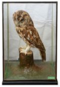 Taxidermy: An early 20th century tawny owl