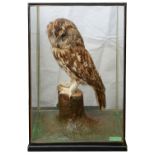 Taxidermy: An early 20th century tawny owl