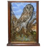 Taxidermy: A Victorian tawny owl by G.F. Tucker