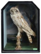 Taxidermy: A Victorian short eared owl