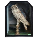 Taxidermy: A Victorian short eared owl