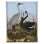 Taxidermy: A Victorian black swan and a crane