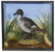 Taxidermy: A late 19th century duck